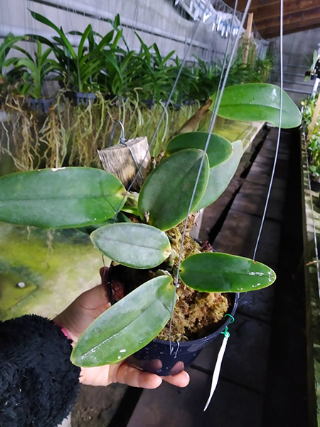 Cattleya wallkeriana flamea divina.jpg