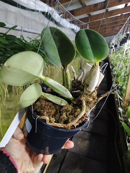 Cattleya walkeriana (2001) x semi-alba 'Chapeuzinho Vermelho'.jpg
