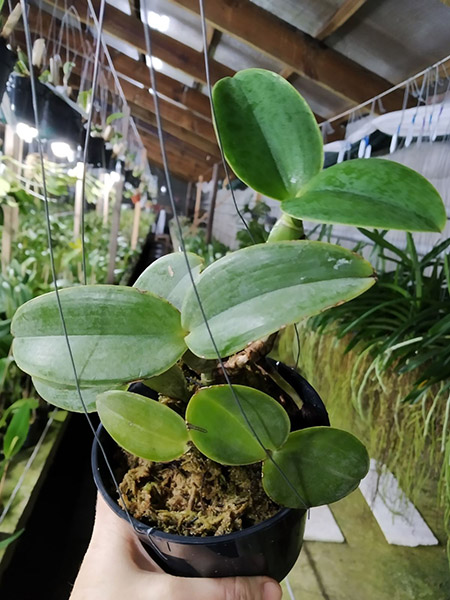 Cattleya nobilior 'Brasileirinha' x rubra 'Baton'.jpg