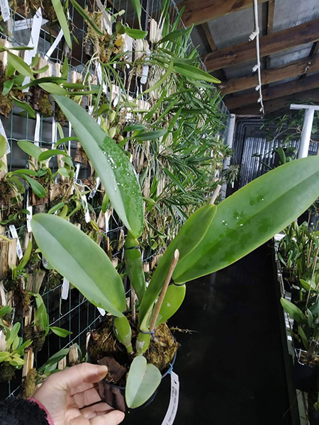 Cattleya labiata alba x concolor.jpg