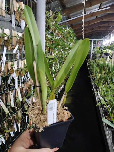 Laelia perrinii coerulea.jpg