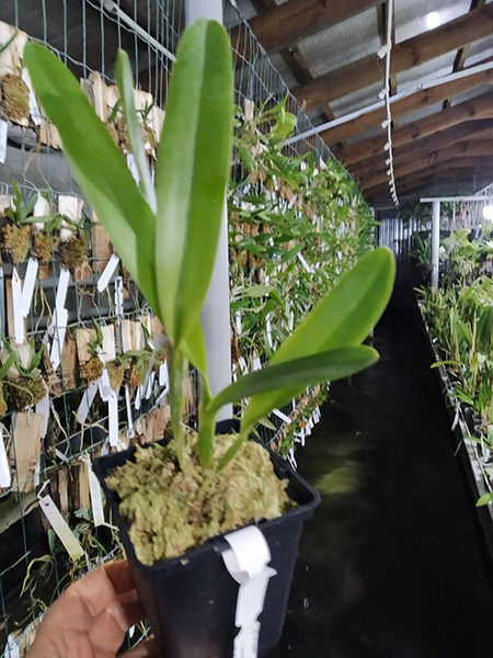 Laelia tenebrosa 'Surpresa' x SELF.jpg