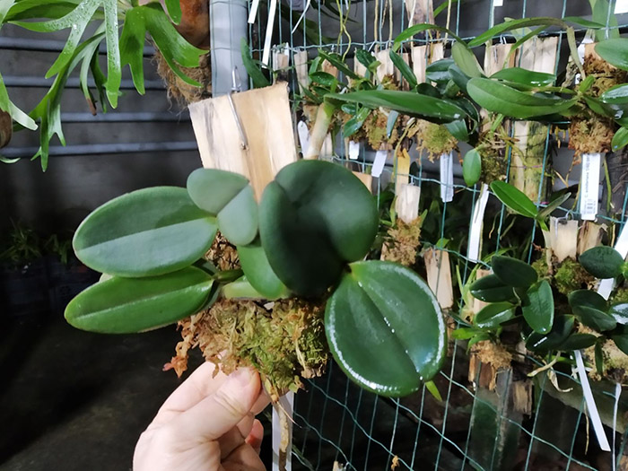 Cattleya schilleriana 'Zaslawski' x 'Surpresa'.jpg