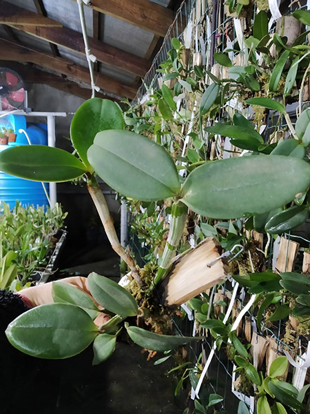 Cattleya schilleriana 'DSC 08' x sib.jpg