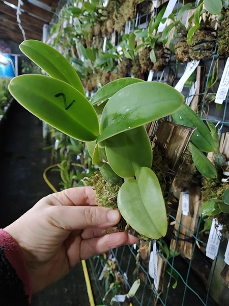 Cattleya nobilior semi-alba.jpg