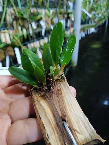 Sophronitis wittigiana concolor x albescens.jpg