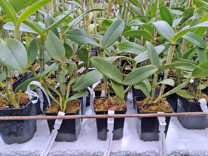 Cattleya amethystoglossa alba 'Vitoria' x amethystoglossa coerulea sem pintas 'Vida Boa'.jpg