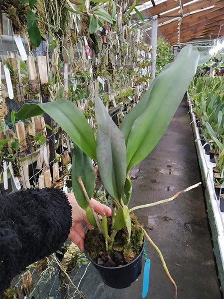 Laelia tenebrosa aurea x sib.jpg