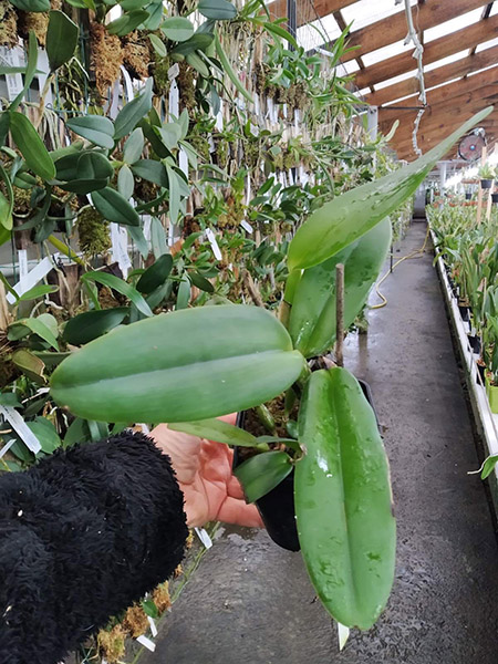 Cattleya warneri (albescens 'Santa Teresa' x alba 'Eudes Perin').jpg