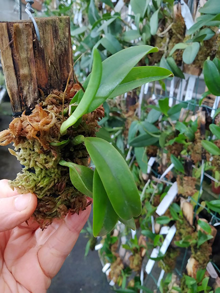 Laelia alaorii tipo grande x self.jpg