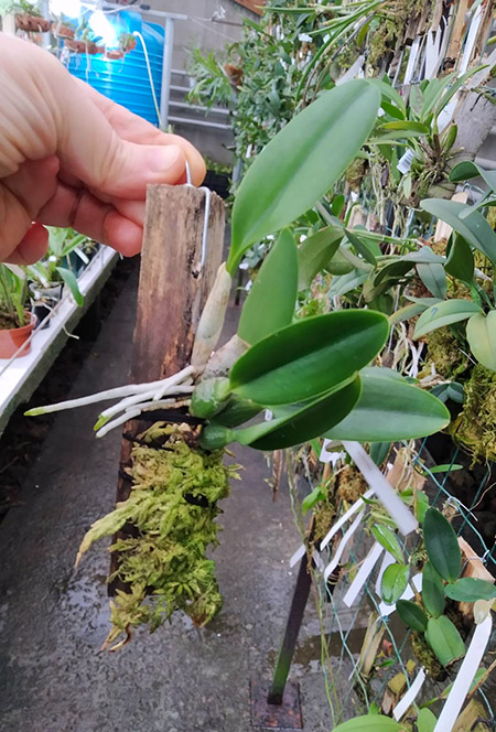 Laelia sincorana (delicata 'Orvalho' x concolor escura 'Diamantina').jpg