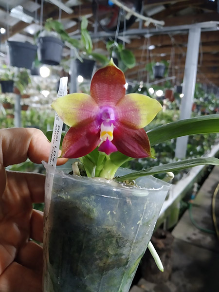 Phalaenopsis LD's Bear King 'Bronze' x Mituo Princess 'Blue'.jpg
