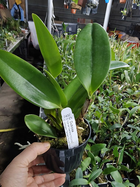 Cattleya Dubiosa.jpg