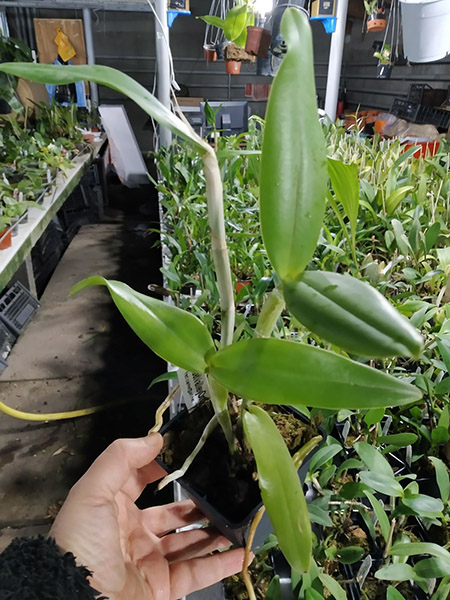 Cattleya Leoloddiglossa coerulea.jpg