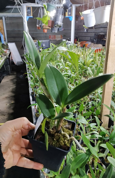 Sophrolaeliocattleya Jungle Hotspot 'SVO Splash Spots' x Brassolaeliocattleya Sunspots 'Sandy'.jpg