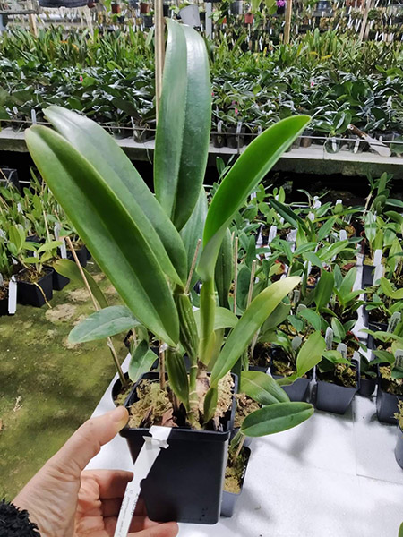 Cattleya jenmanii alba.jpg
