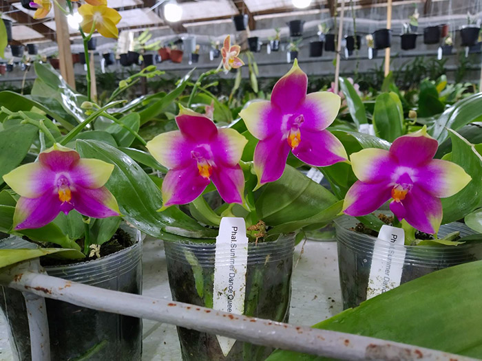 Phalaenopsis Summer Dance Queen.jpg