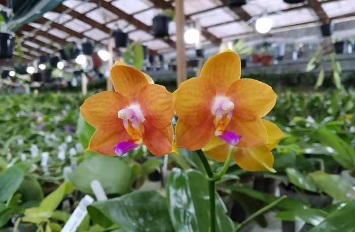 Phalaenopsis Sogo Shito x Mituo King Bellina.jpg