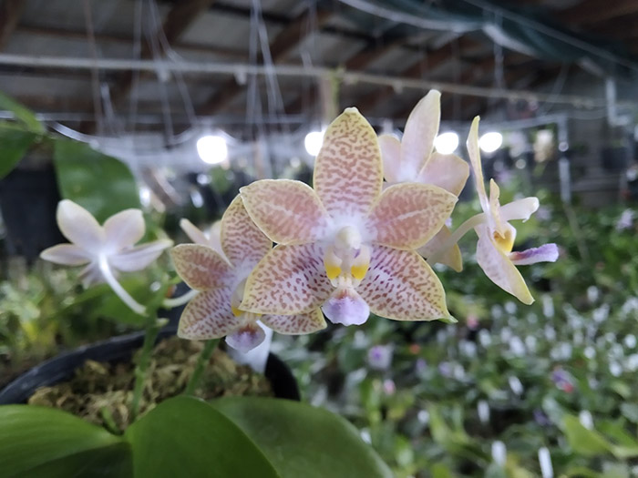 Phalaenopsis speciosa 'Coffee' x Yaphon Perfume 'Yellow'.jpg