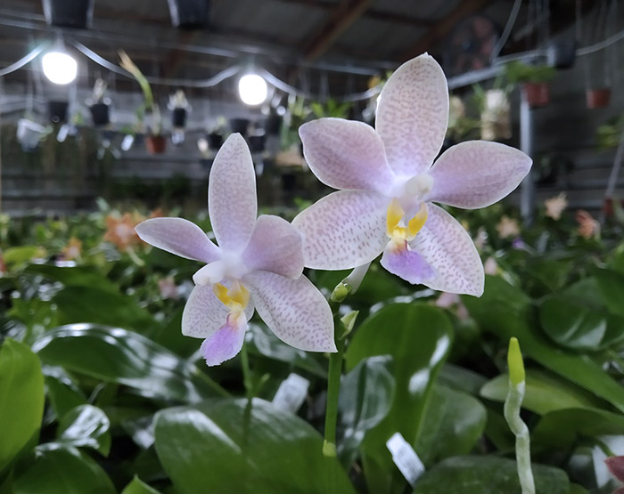 Phalaenopsis speciosa 'Coffee' x Yaphon Perfume 'Yellow'.jpg