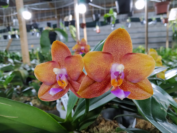 Phalaenopsis Mituo Champion King 'Brick Red'.jpg