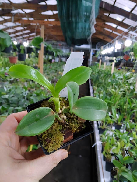 Cattleya violacea carnea.jpg