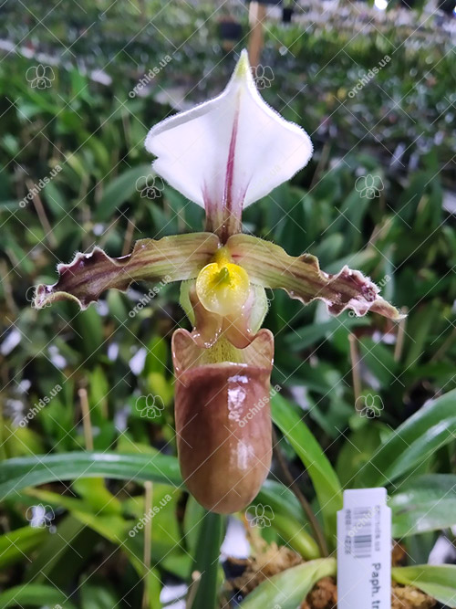 Paphiopedilum tranlienianum.jpg
