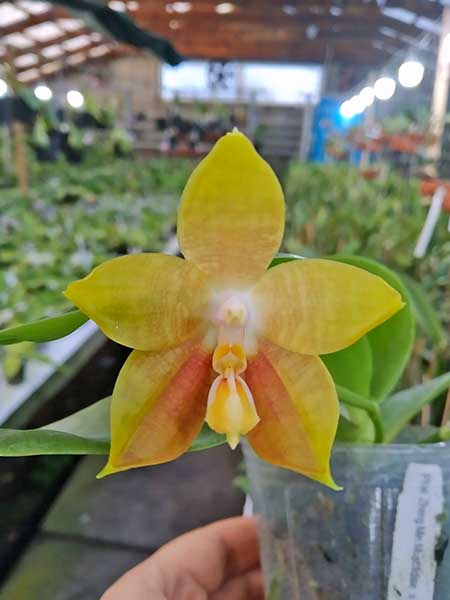 Phalaenopsis Zheng Min Muscadine x amboinensis flava.jpg