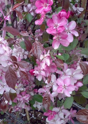 Яблони в цвету