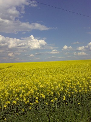 Цветет горчица