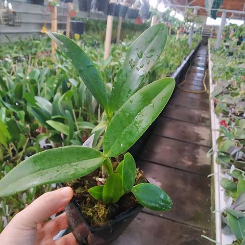 Cattleya Mark Jones 'SVO' x Cattleya velutina 'SVO 24'.jpg