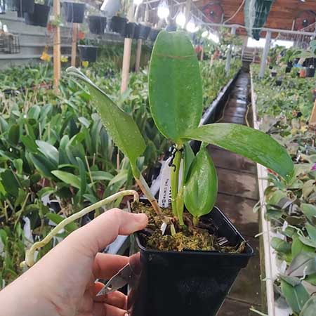 Cattleya Mareeba Tiger.jpg