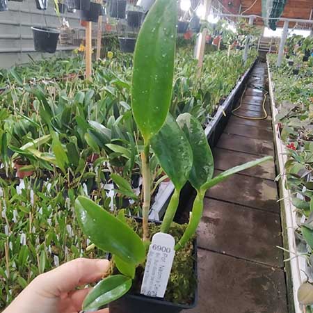 Potinara Naomi's Delight.jpg