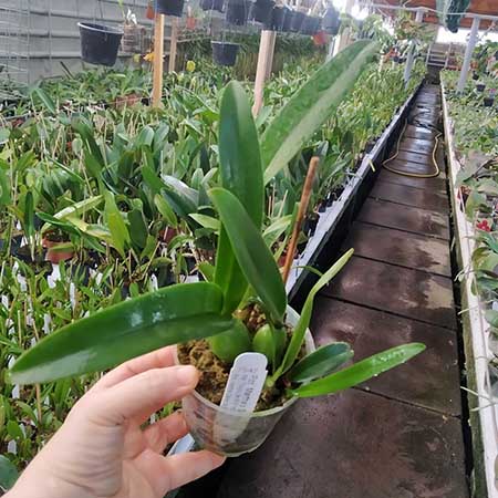 Potinara Martha's Sunburst.jpg