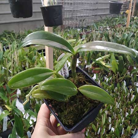 Cattleya Something Else coerulea.jpg