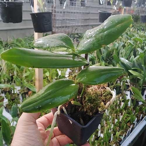 Cattleya Leoloddiglossa coerulea 'SVO Speckled Blue' x Cattleya Pittiae coerulea 'SVO Best'.jpg