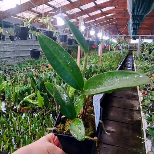 Cattleya leopoldii.jpg