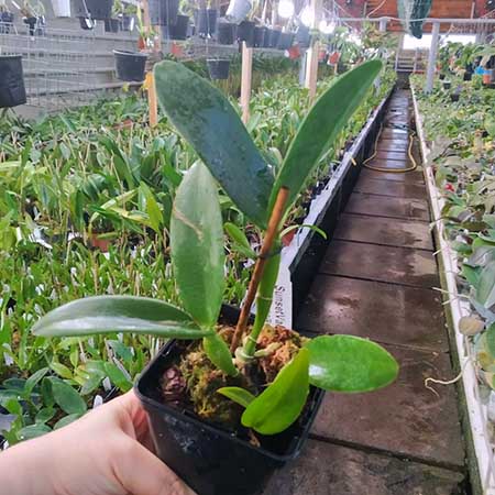 Cattleya Green Emerald 'Emerald Queen Mutation' x Cattleya Love Chance 'Green White Lip 4n'.jpg