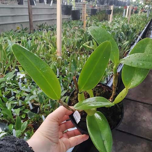 Cattleya Dubiosa.jpg