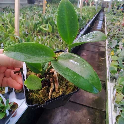 Laeliocattleya Black Jack 'Universal' x Potinara Lots of Spots 'SVO'.jpg