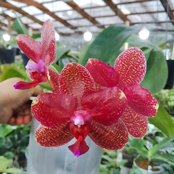 Phalaenopsis Chingruey's Tiger 'Ba-Shi' x Joy Auckland Beauty.jpg