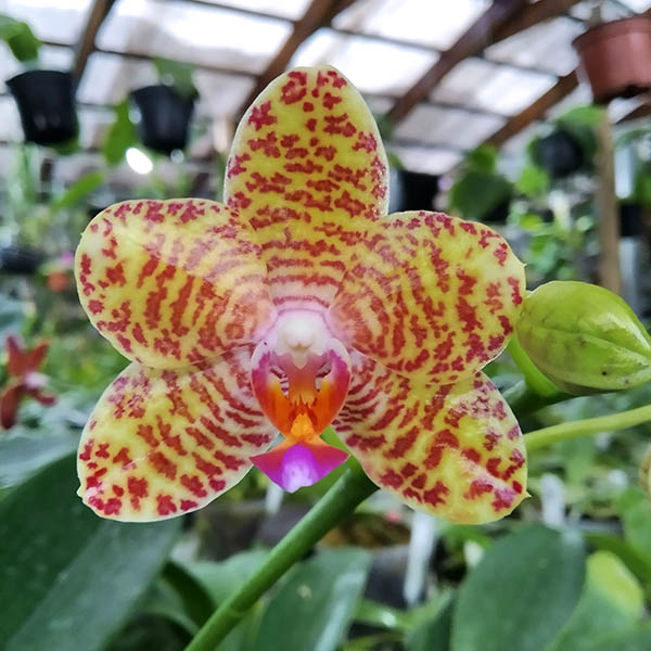 Phalaenopsis Chingruey's Tiger 'Ba-Shi' x Joy Auckland Beauty.jpg