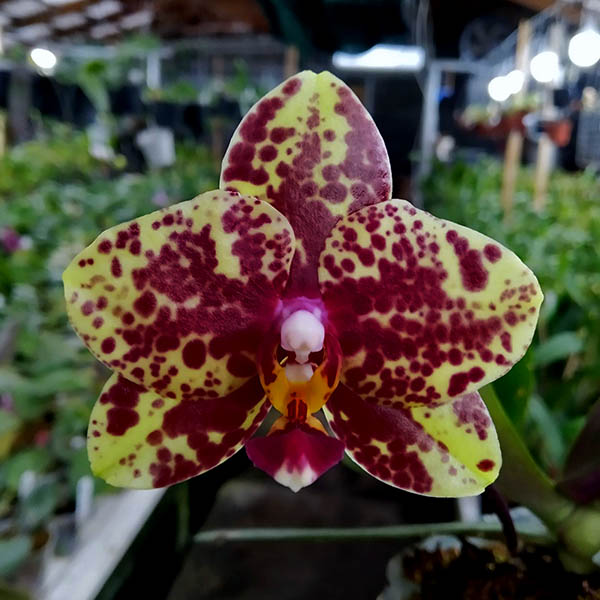 Phalaenopsis Diamond Beauty '1202' x Miro Supper Star 'MO198'.jpg