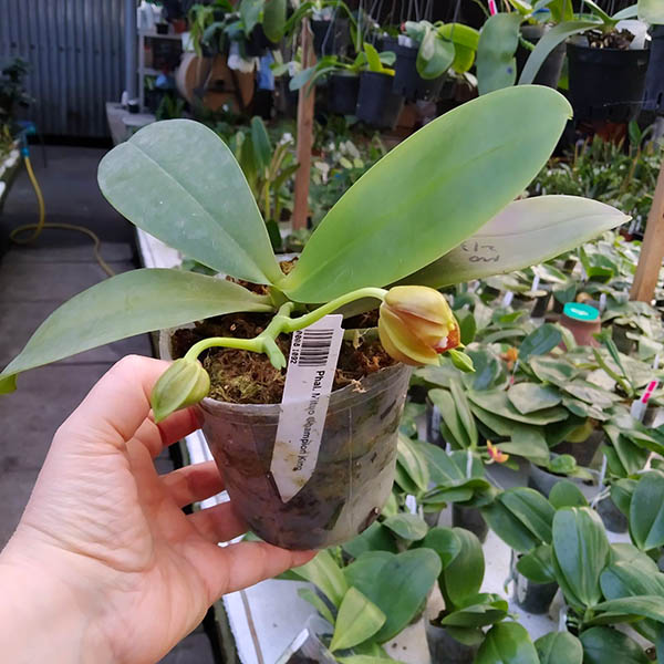 Phalaenopsis Mituo Champion King.jpg
