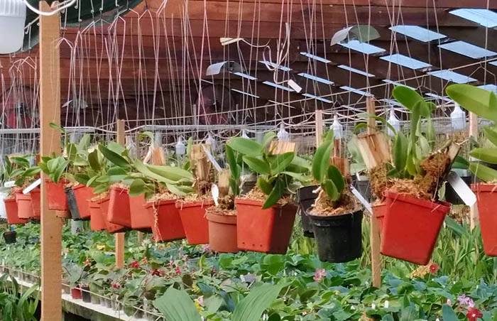 Cattleya walkeriana.jpg