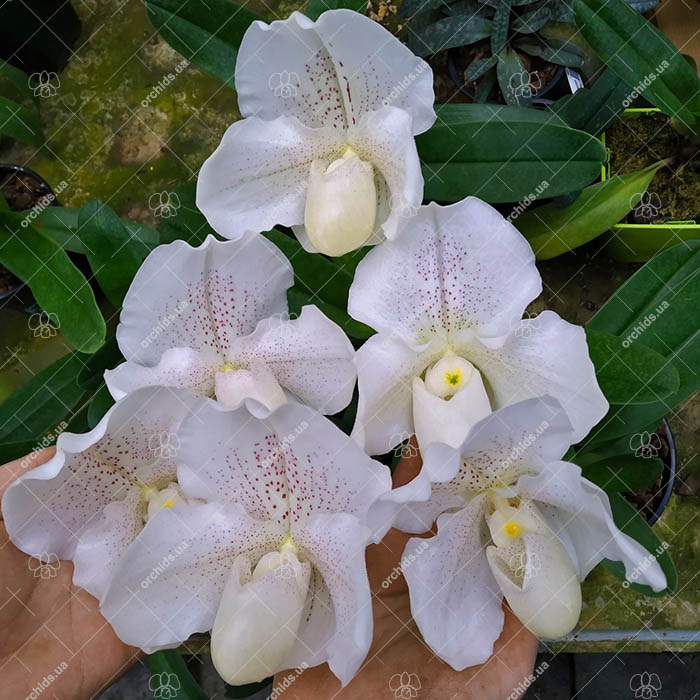 Paphiopedilum White Knight x Ice Age.jpg