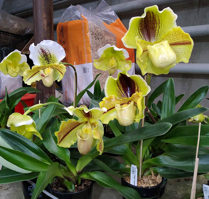 Paphiopedilum Lippewunder hybrid.jpg