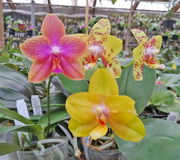Phalaenopsis Diamond Beauty '1202' x Mituo Gelb Eagle 'Rainbow'.jpg