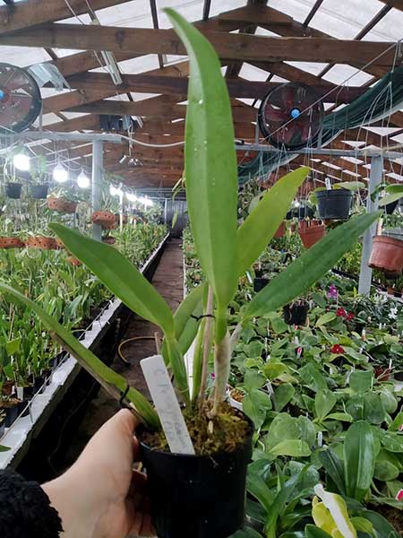 Cattleya percivaliana tipo ('Summit' x ‘Centro Remolacha').jpg