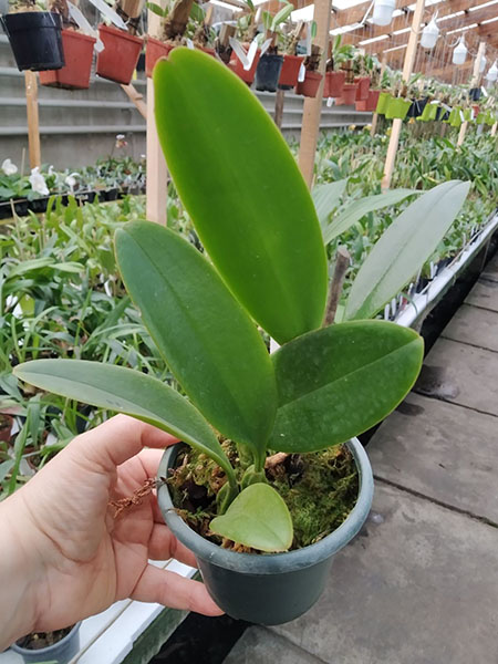 Bulbophyllum grandiflorum.jpg